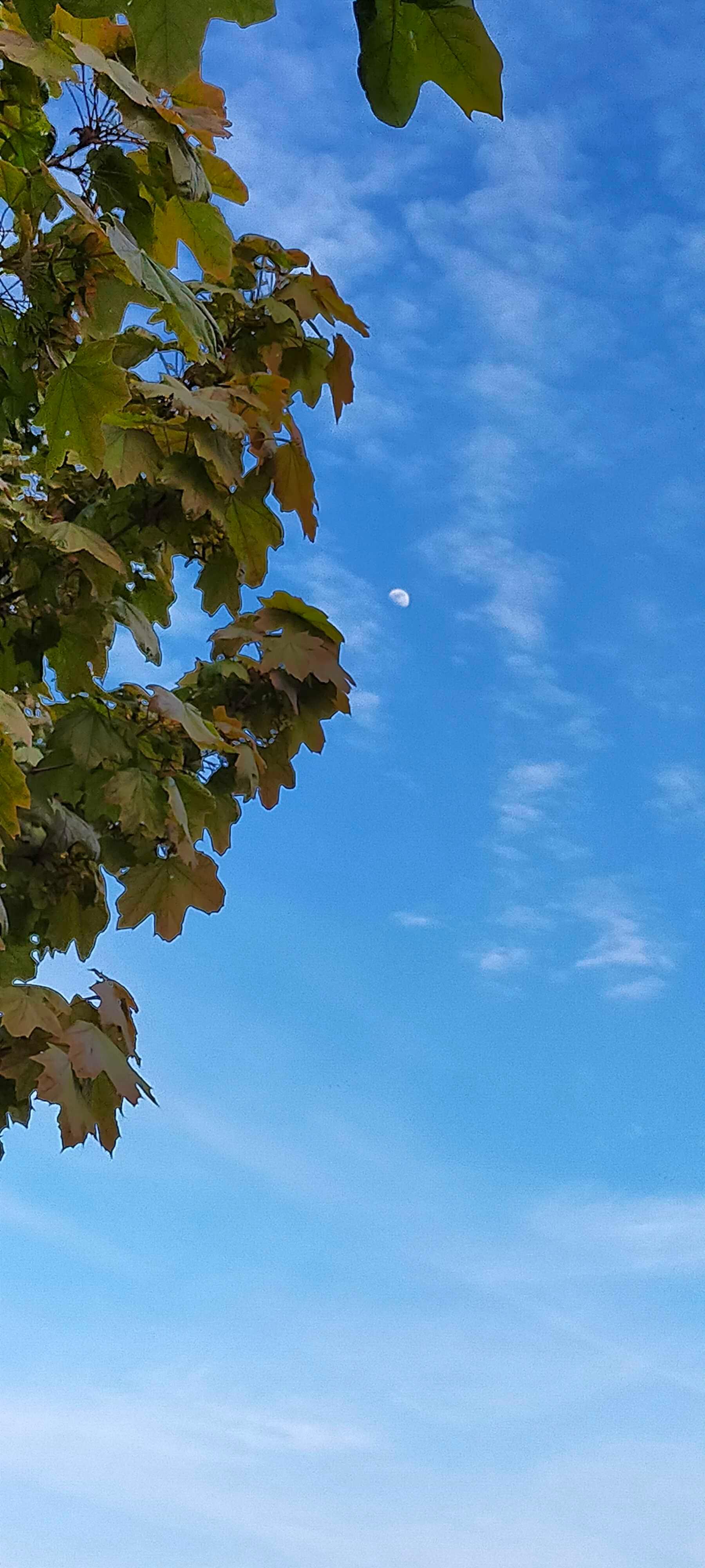The Moon over United Kingdom — waxing gibbous, Lunar Day 10