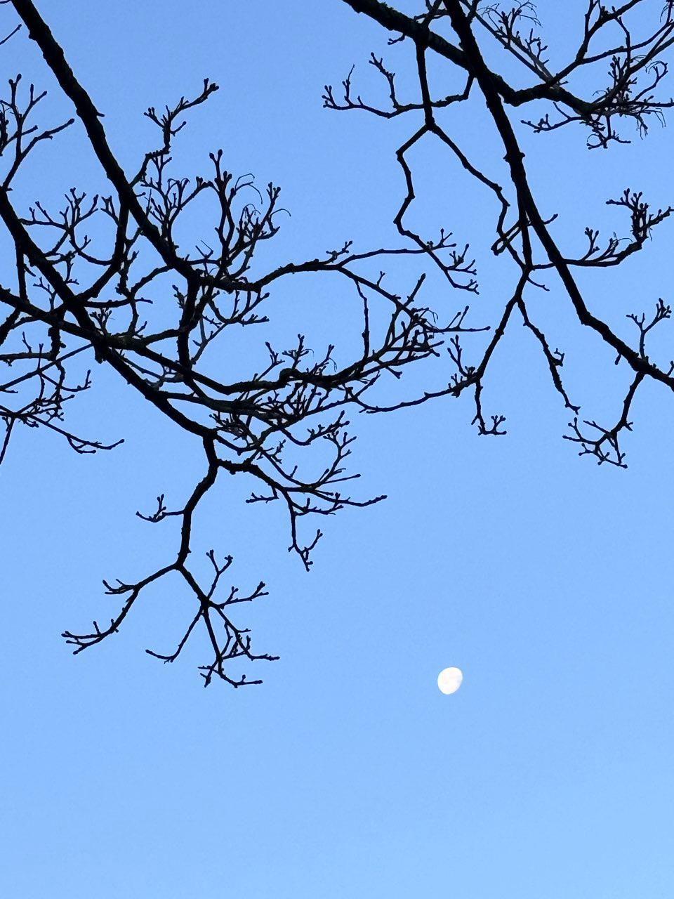 The Moon over Zaandam, Nederland — waning gibbous, Lunar Day 18