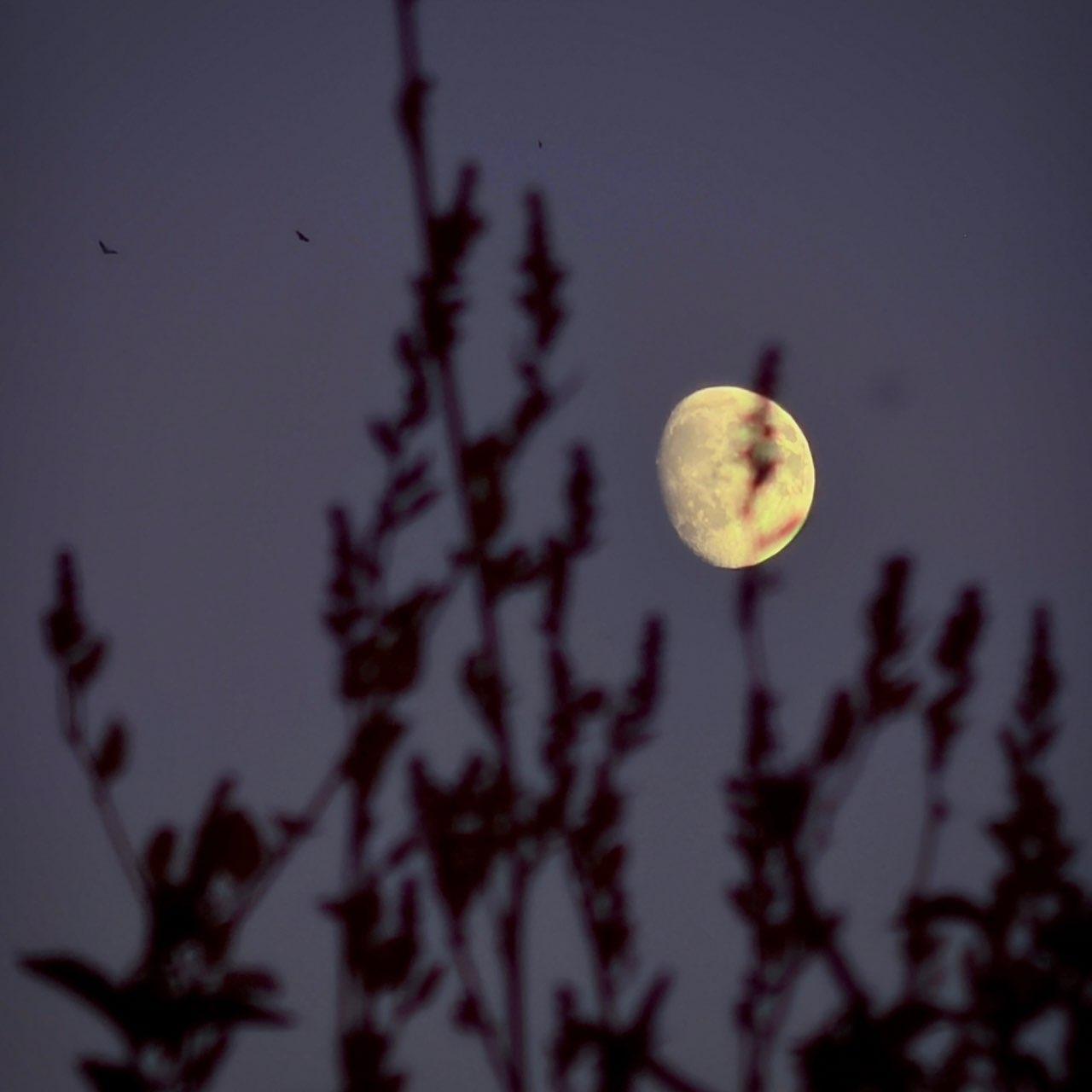 The Moon over Toronto, Canada — waxing gibbous, Lunar Day 13