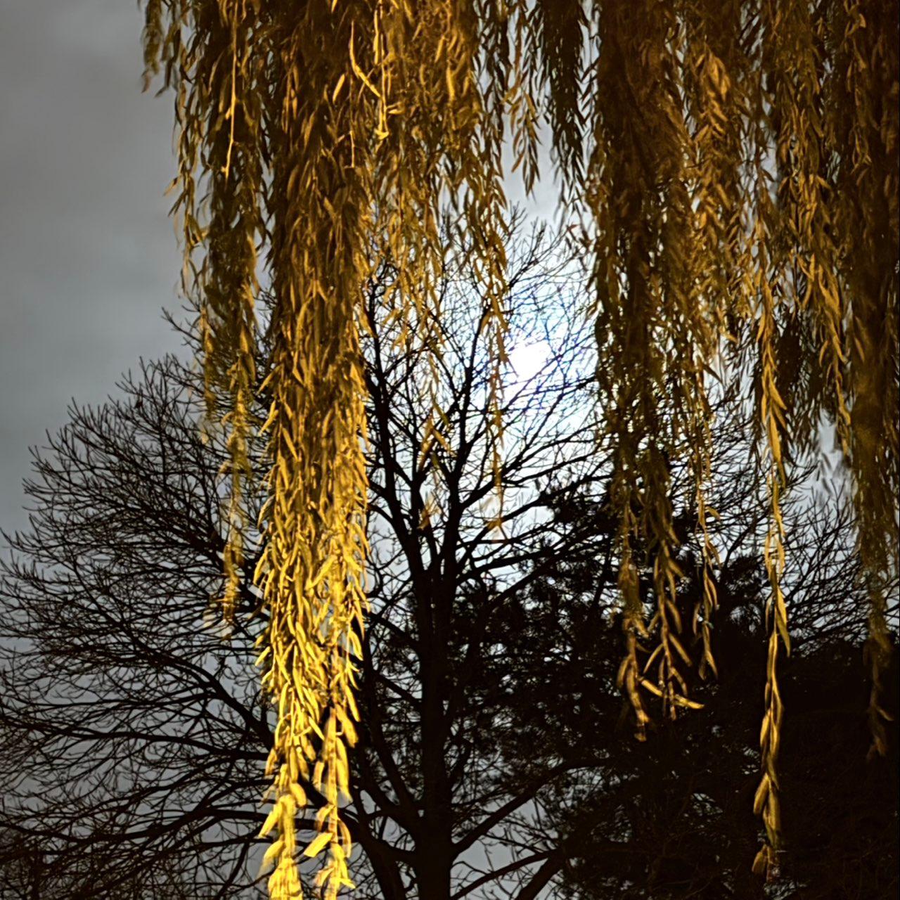 The Moon over Kraainem, Belgium — full moon, Lunar Day 16