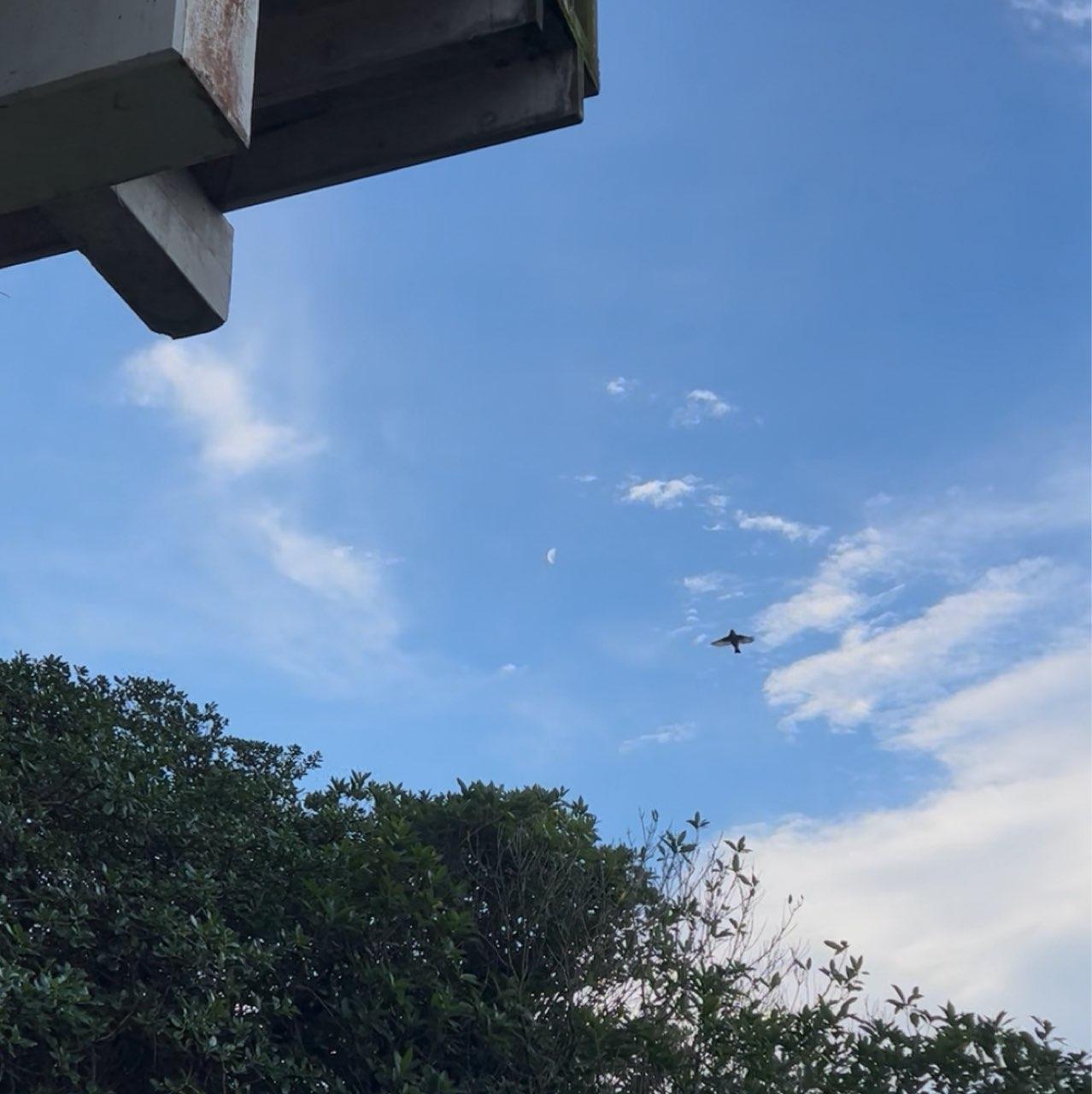 The Moon over Wellington, New Zealand — first quarter, Lunar Day 8