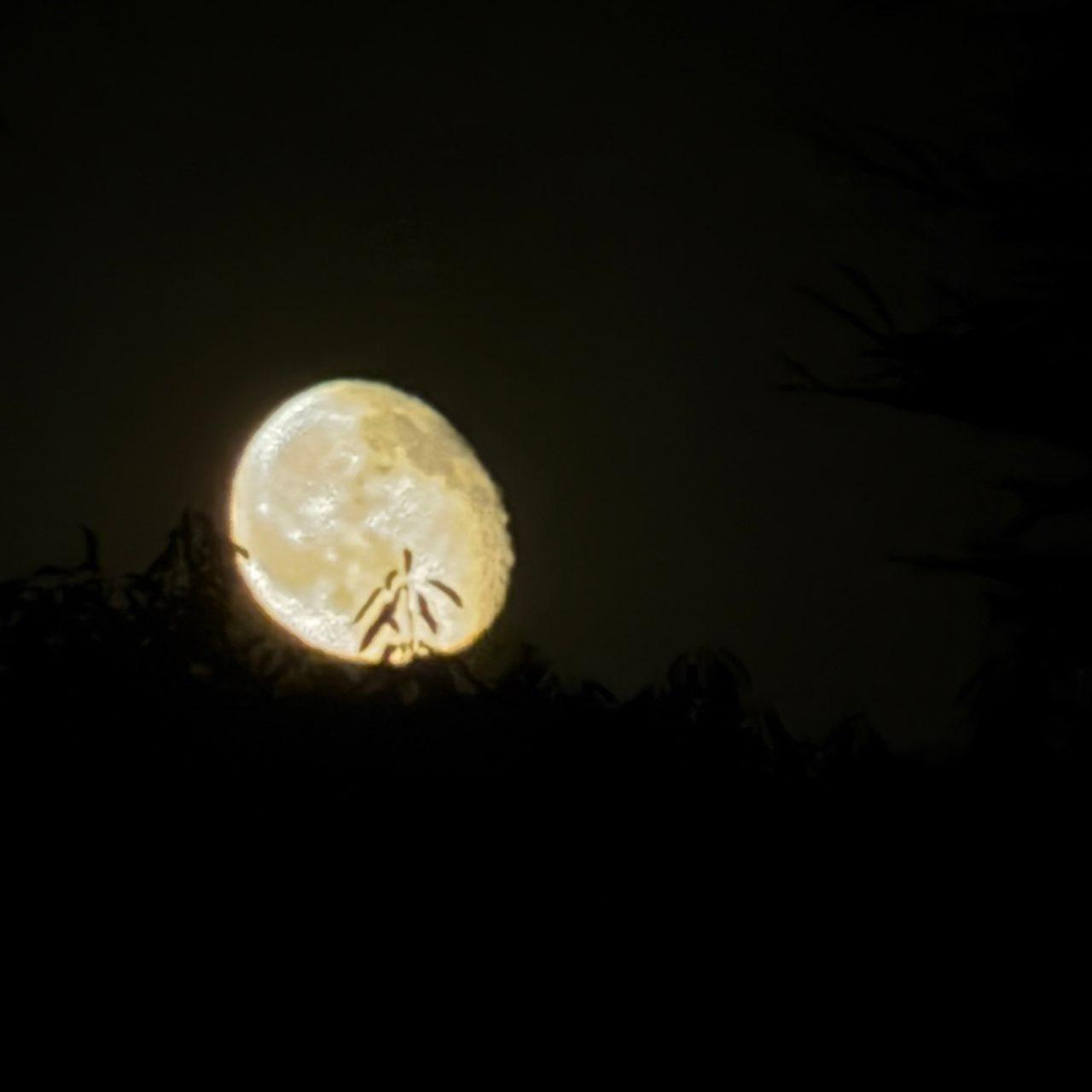 The Moon over Lodi, United States — waning gibbous, Lunar Day 20