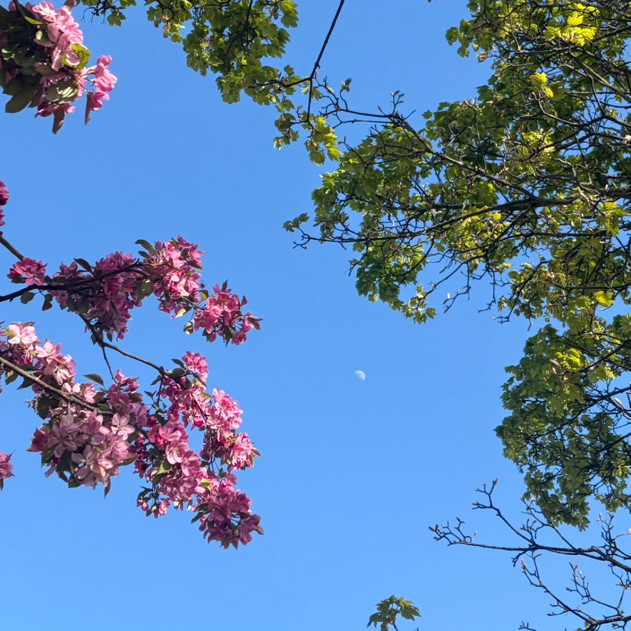 The Moon over Newcastle Upon Tyne, United Kingdom — first quarter, Lunar Day 8