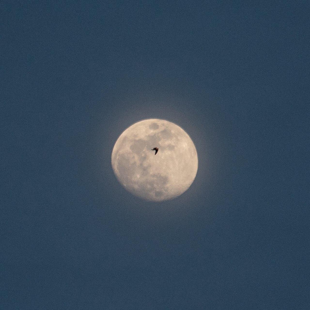 The Moon over Oakville, Canada — waxing gibbous, Lunar Day 13