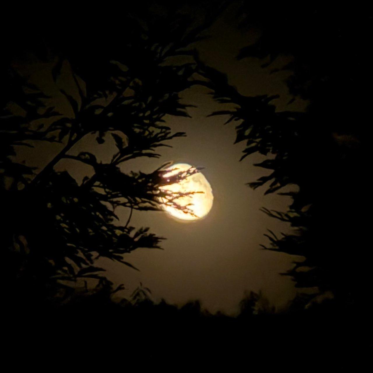 The Moon over Lodi, United States — waning gibbous, Lunar Day 20