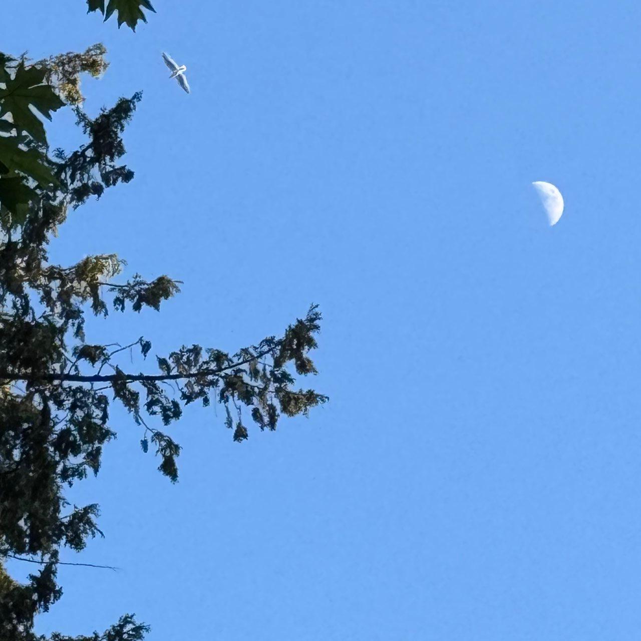 The Moon over Tofino, Canada — first quarter, Lunar Day 7