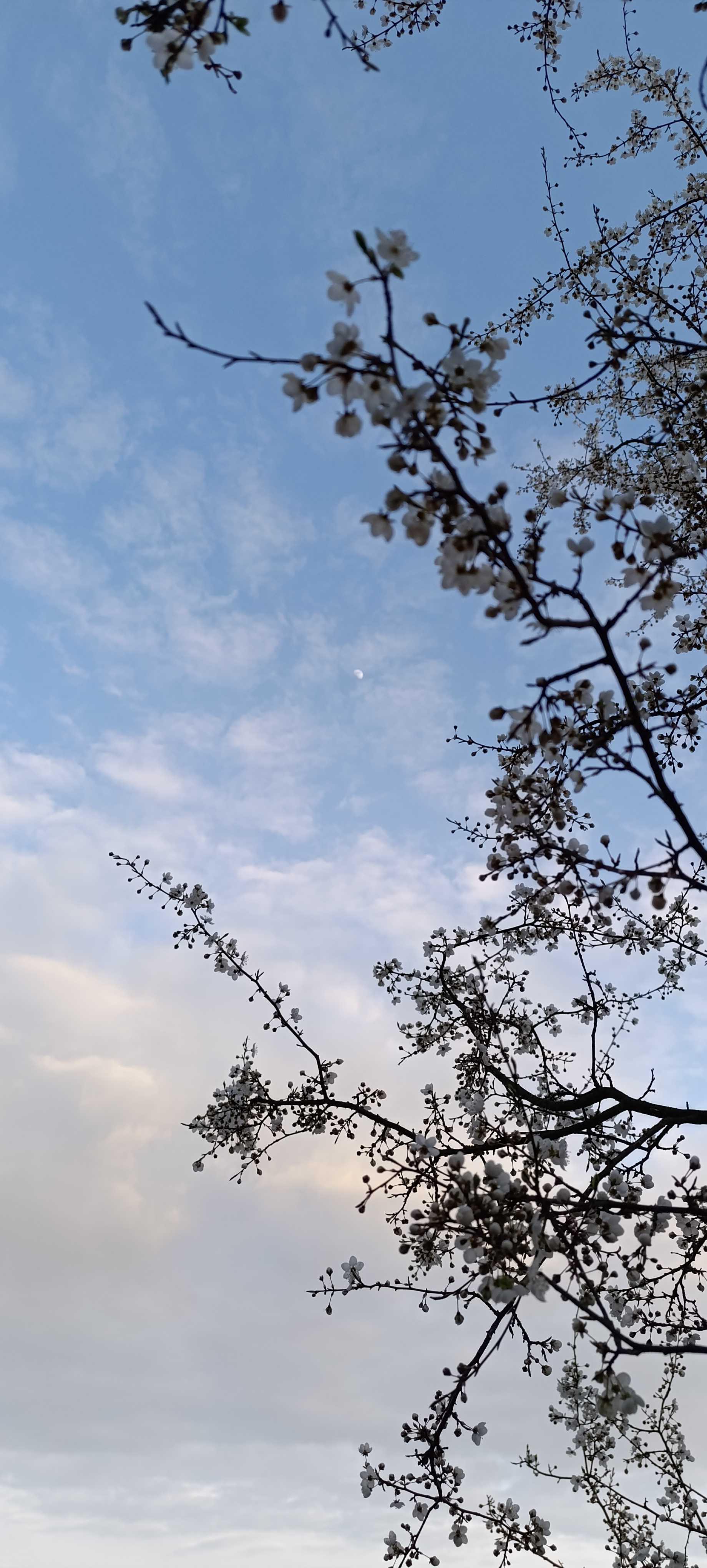The Moon over Wrocław, Polska — waxing gibbous, Lunar Day 10