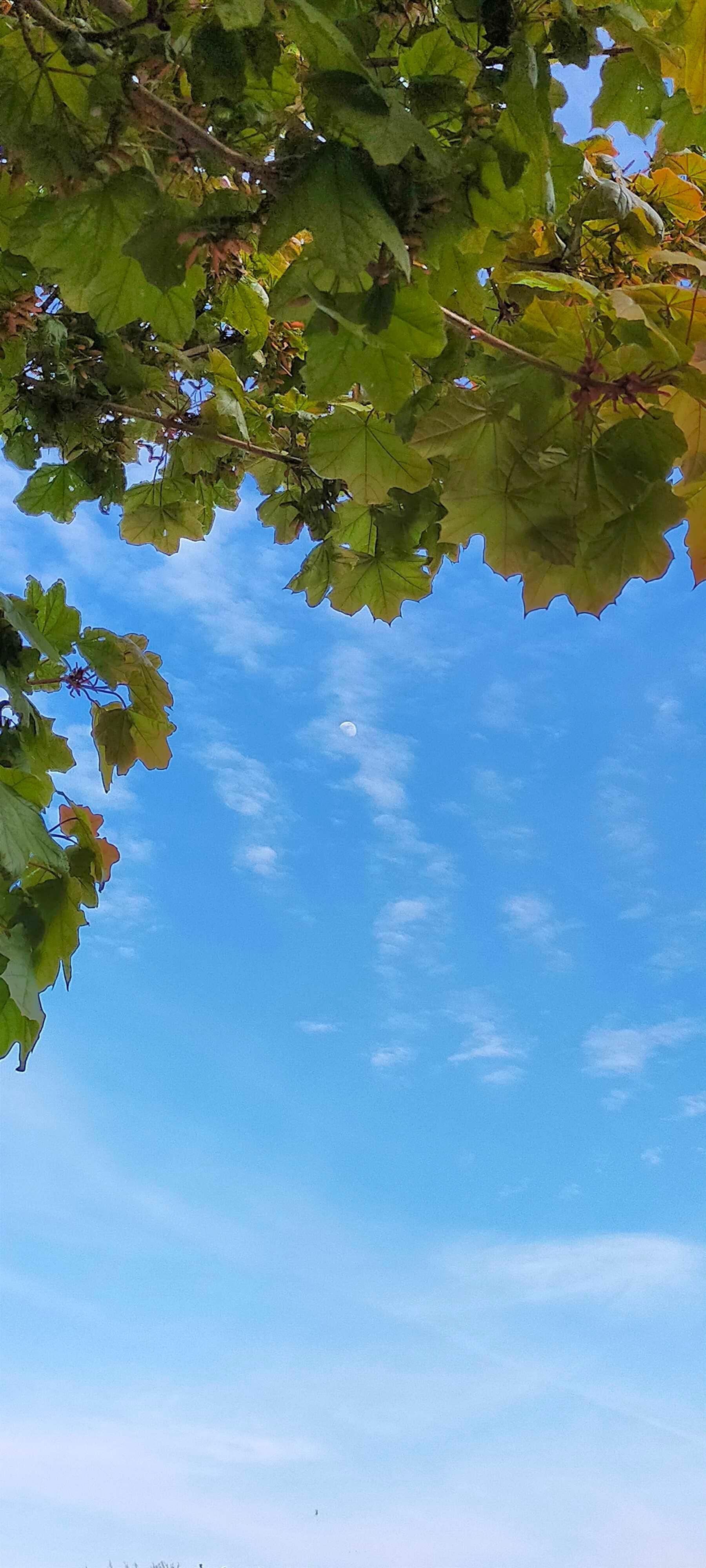 The Moon over United Kingdom — waxing gibbous, Lunar Day 10