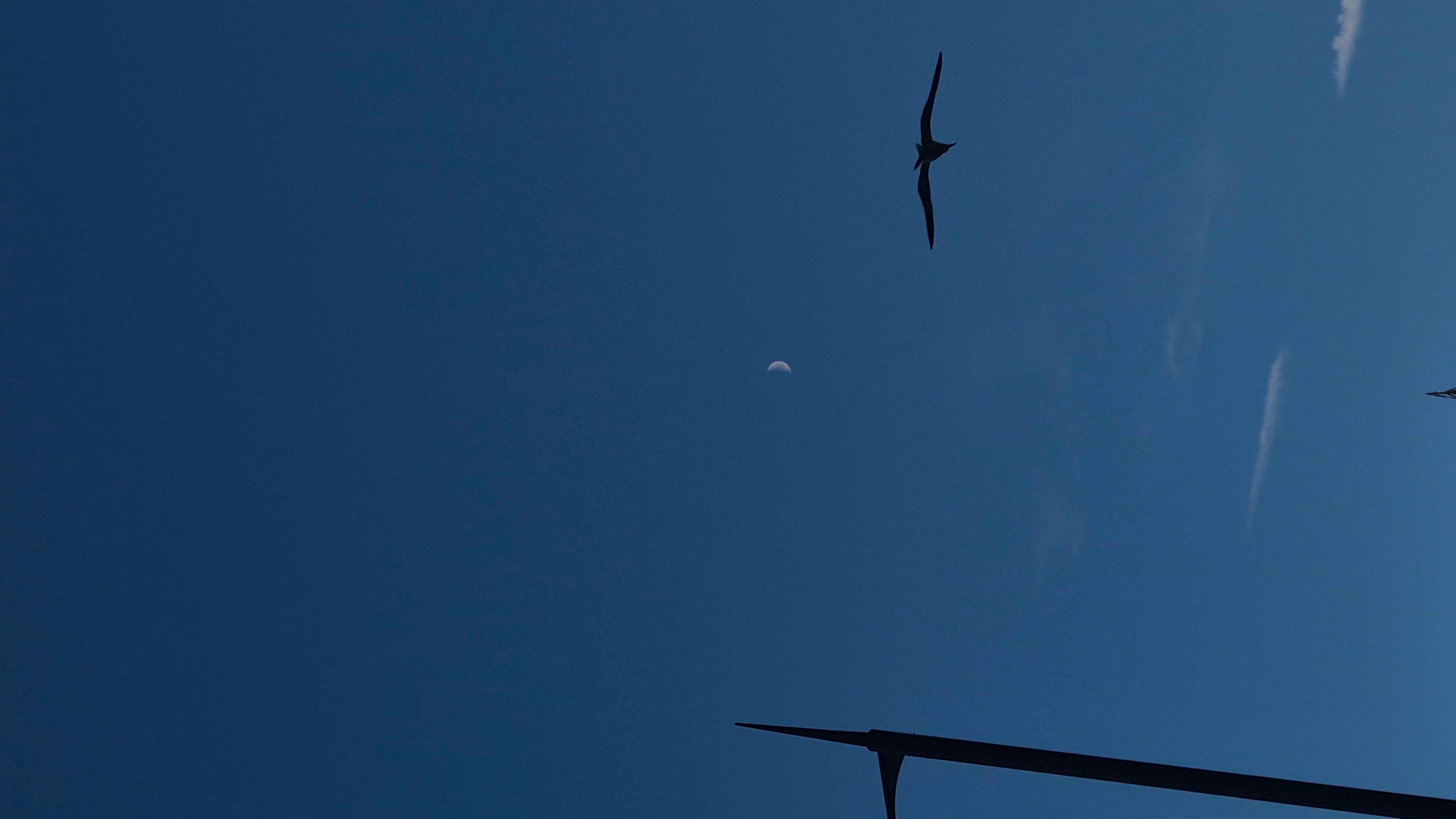 The Moon over United Kingdom — first quarter, Lunar Day 7