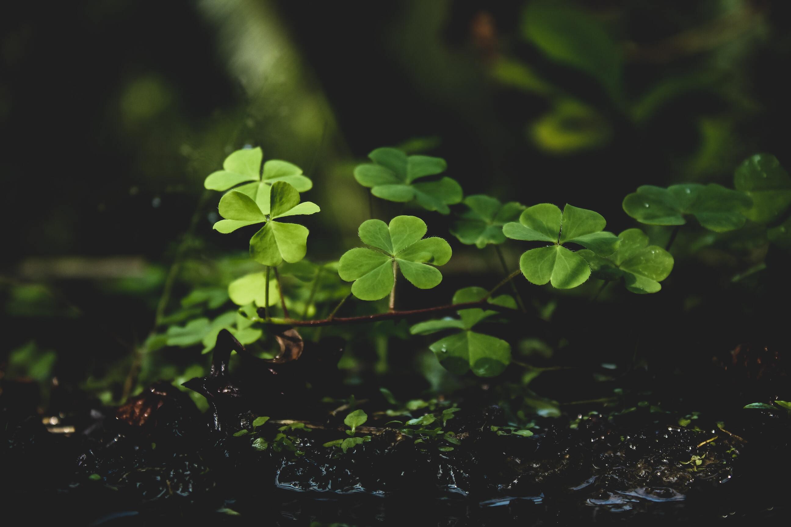 Attracting Good Luck