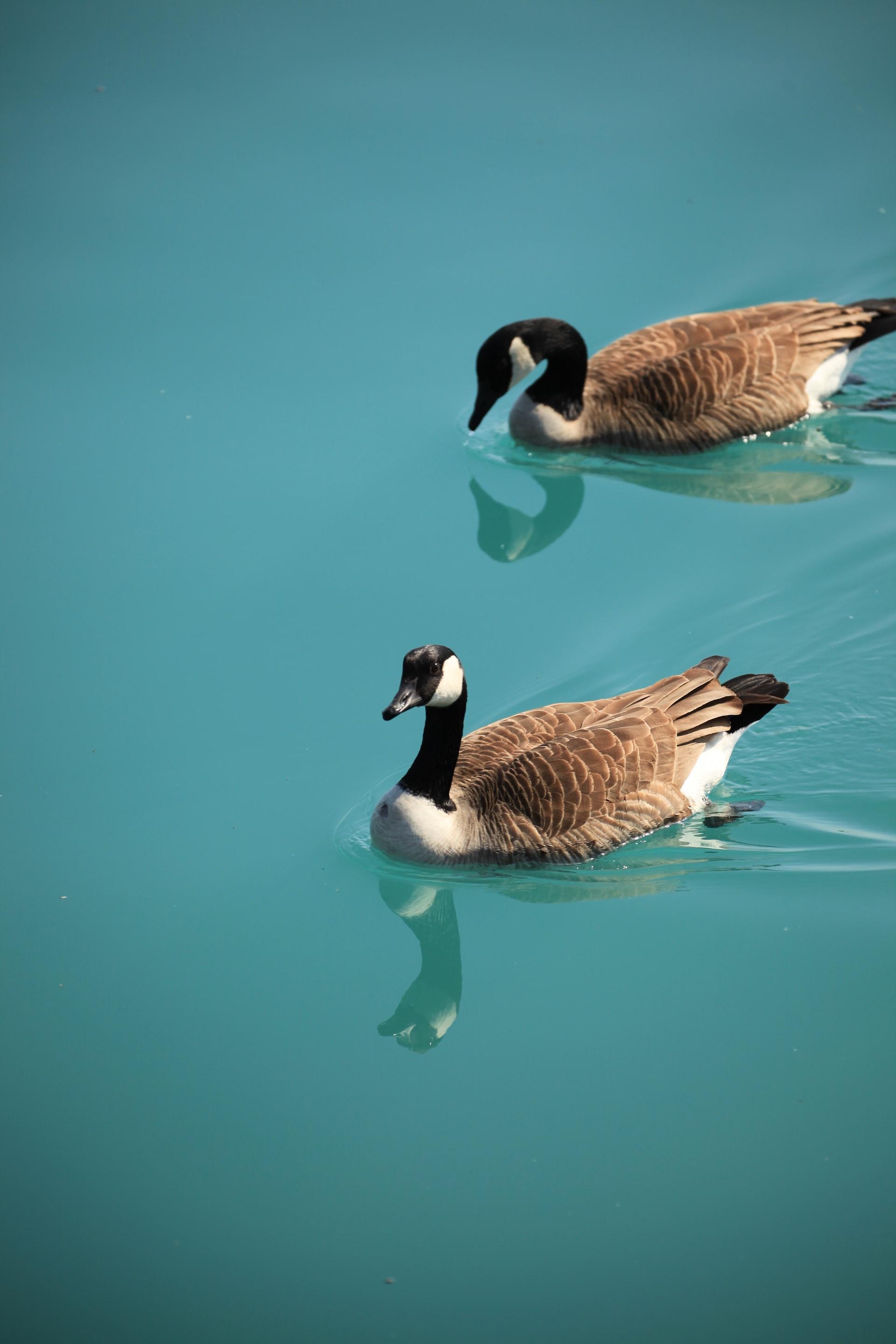Ducks in the Water
