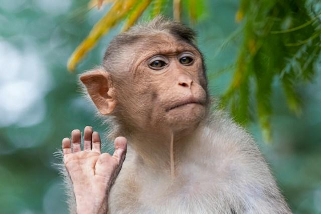 Monkeys, Peanuts, Letting Go