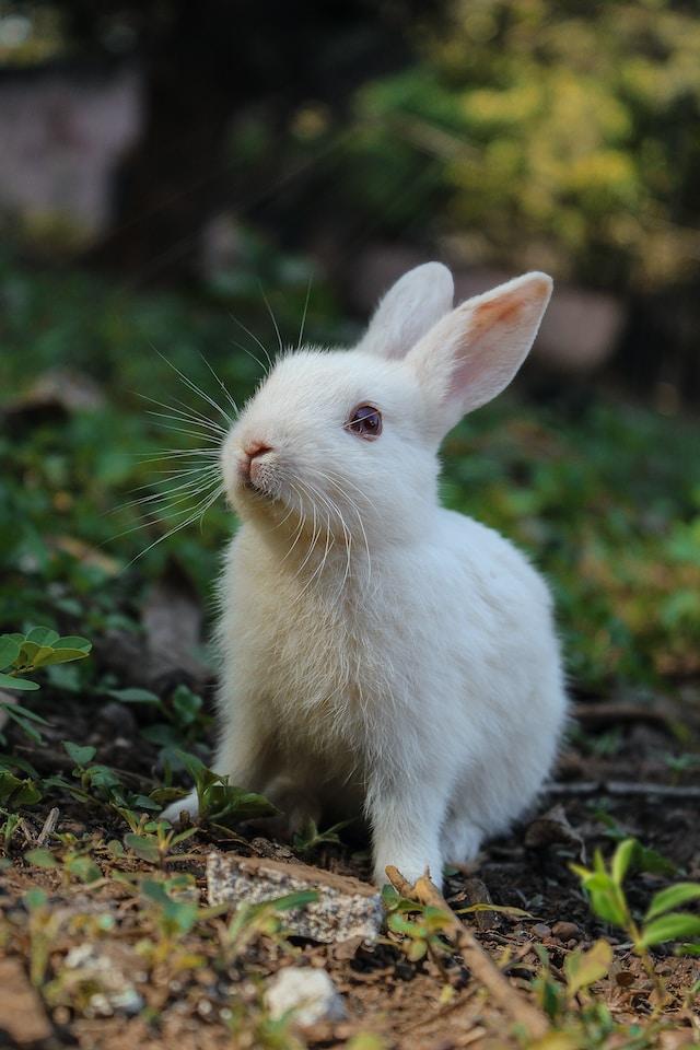 The Story of Moon Rabbit